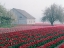 Picture of TULIP FARM