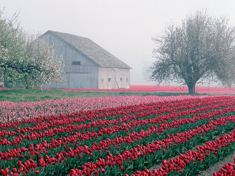Picture of TULIP FARM
