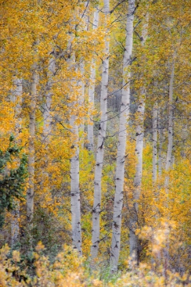 Picture of ASPENS IN AUTUMN