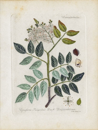 Picture of ANTIQUE LEAVES I