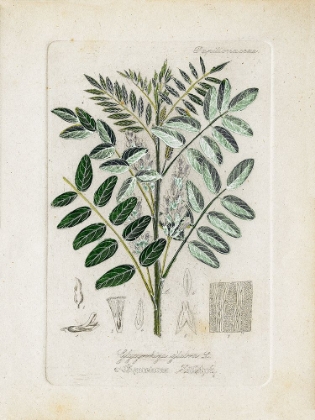 Picture of ANTIQUE LEAVES II