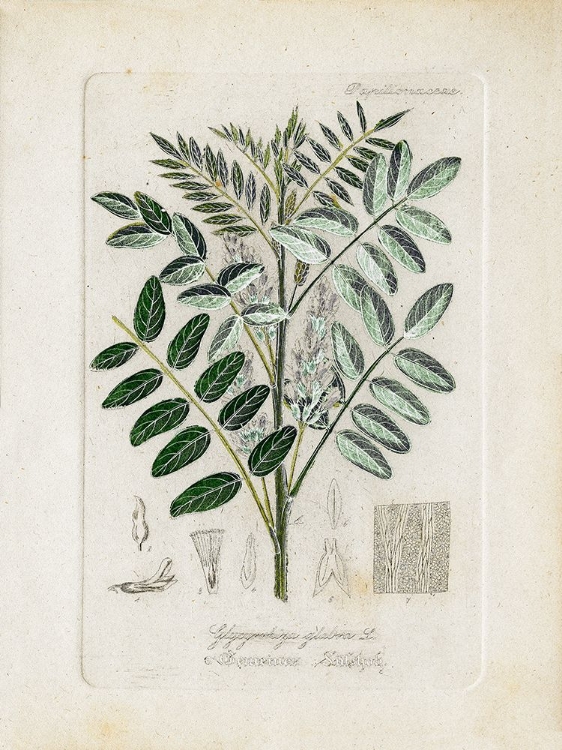 Picture of ANTIQUE LEAVES II