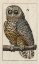 Picture of ANTIQUE OWL II