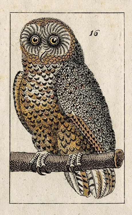 Picture of ANTIQUE OWL II
