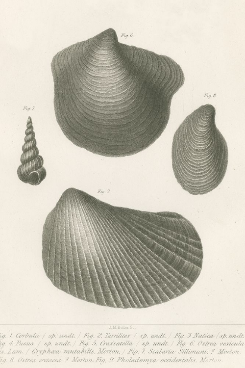 Picture of SEASHELL STUDY I