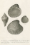 Picture of SEASHELL STUDY II