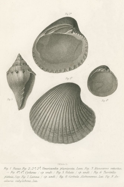 Picture of SEASHELL STUDY II