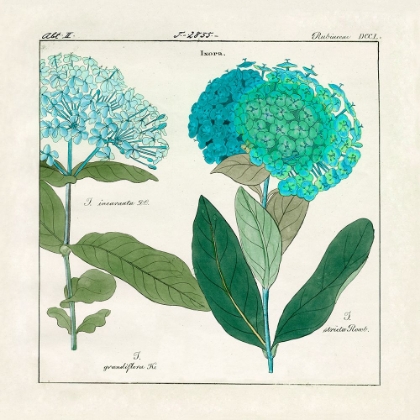 Picture of HYDRANGEA I