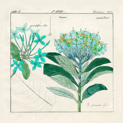 Picture of HYDRANGEA II