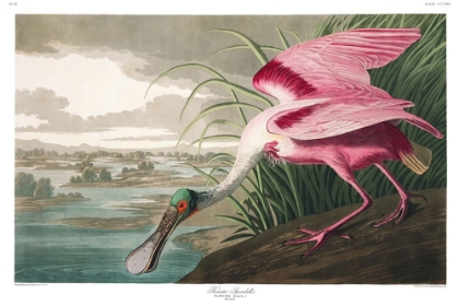 Picture of ROSEATE SPOONBILL