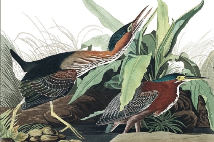 Picture of GREEN HERON