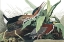Picture of GREEN HERON