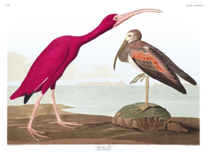 Picture of SCARLET IBIS