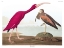 Picture of SCARLET IBIS