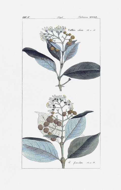 Picture of LEAVES IN BLUE II