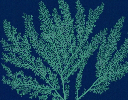 Picture of SEA GARDEN III