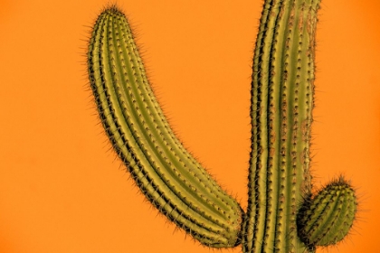 Picture of COLORFUL CACTUS