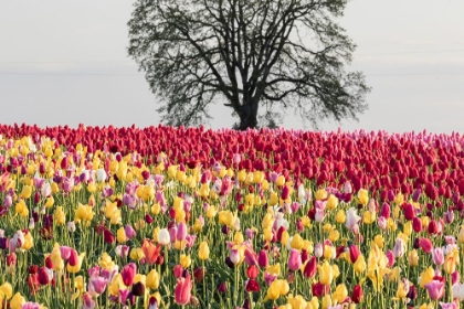 Picture of TULIP FIELD