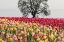 Picture of TULIP FIELD