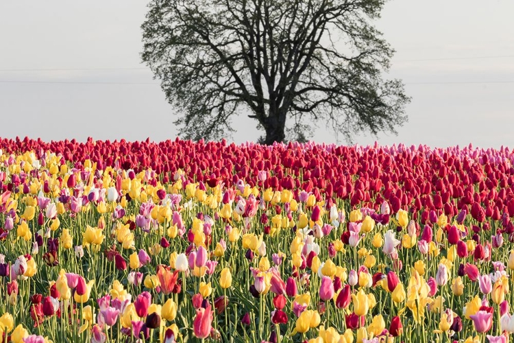 Picture of TULIP FIELD