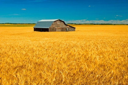 Picture of BARN & WHEAT FIELD