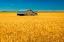 Picture of BARN & WHEAT FIELD
