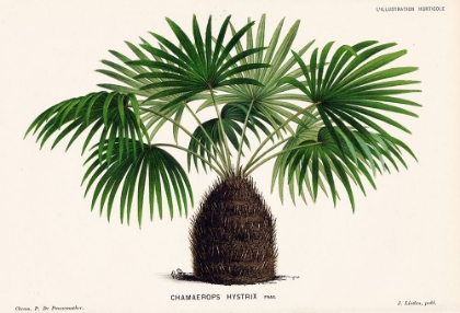 Picture of ANTIQUE NEEDLE PALM