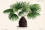 Picture of ANTIQUE NEEDLE PALM