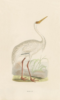 Picture of WHITE HERON