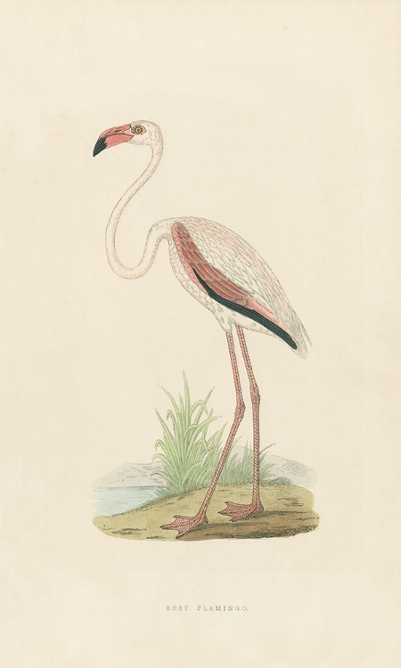 Picture of ROSY FLAMINGO