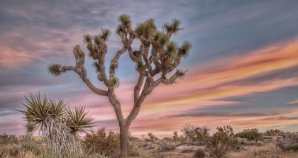 Picture of JOSHUA TREE SUNSET