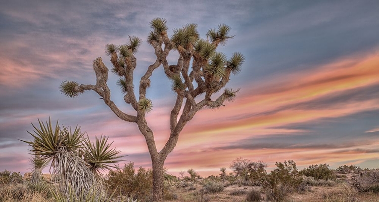 Picture of JOSHUA TREE SUNSET