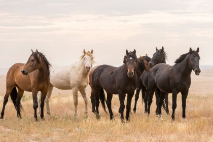 Picture of HORSES ON THE PLAINS