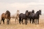 Picture of HORSES ON THE PLAINS