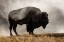 Picture of BISON IN THE MIST