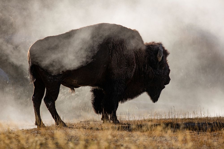 Picture of BISON IN THE MIST