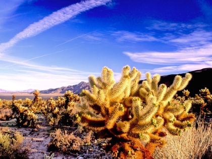 Picture of GLOWING CHOLLA