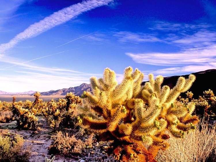 Picture of GLOWING CHOLLA
