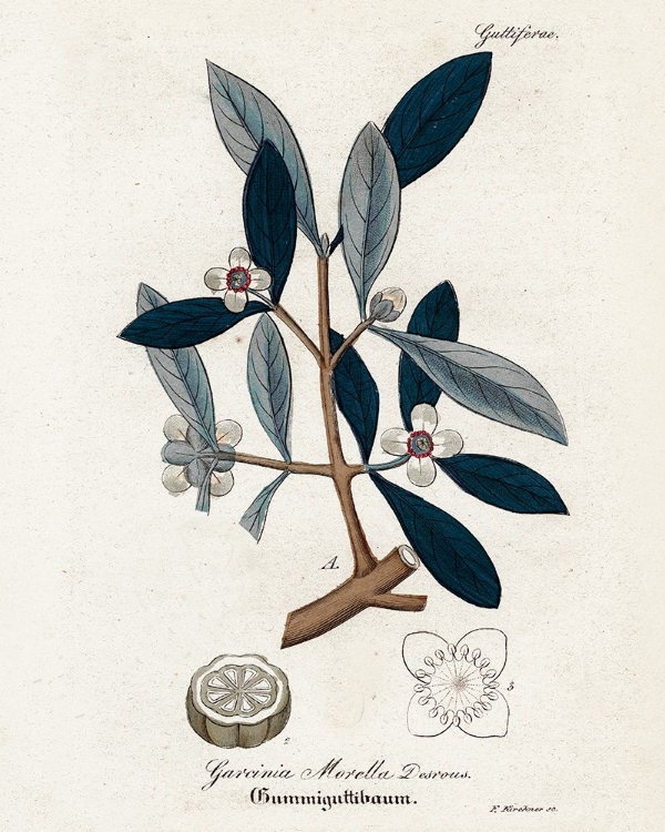 Picture of PLANT STUDY I