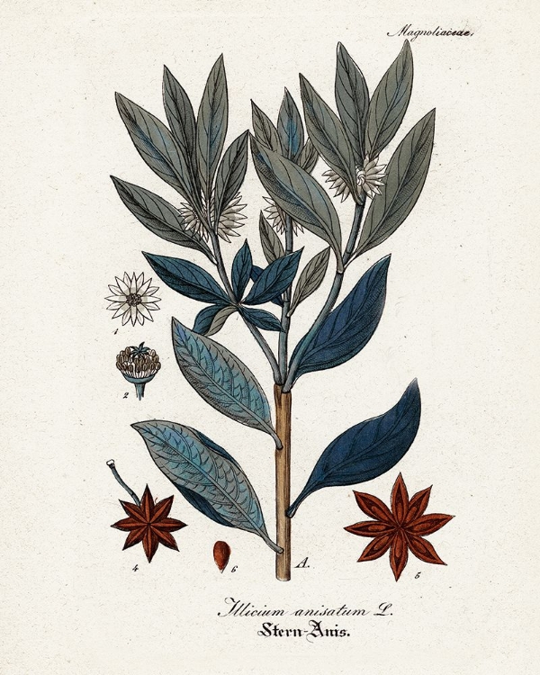 Picture of PLANT STUDY II