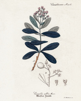 Picture of PLANT STUDY III