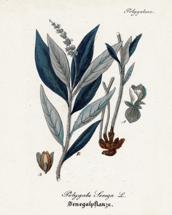 Picture of PLANT STUDY IV
