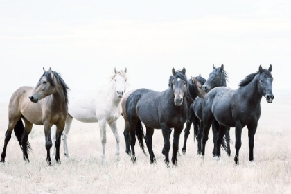 Picture of WILD ONES