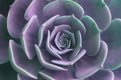 Picture of PURPLE SUCCULENT