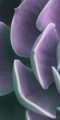 Picture of SUCCULENT DETAIL I