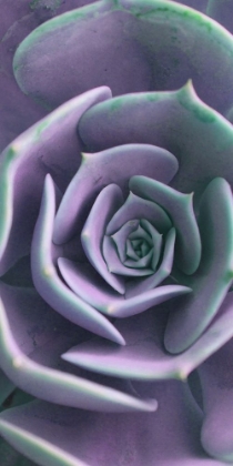 Picture of SUCCULENT DETAIL II