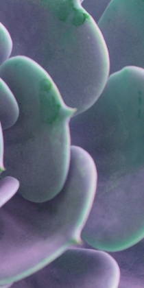 Picture of SUCCULENT DETAIL III
