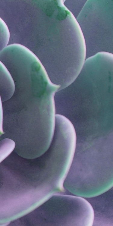 Picture of SUCCULENT DETAIL III