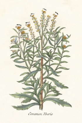 Picture of BOTANICAL PLANTS I
