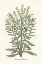 Picture of BOTANICAL PLANTS I